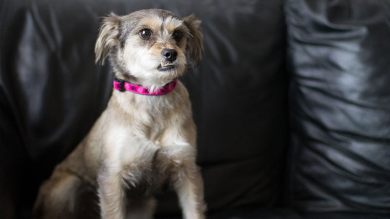 Doona is a Small Female Mixed Korean rescue dog
