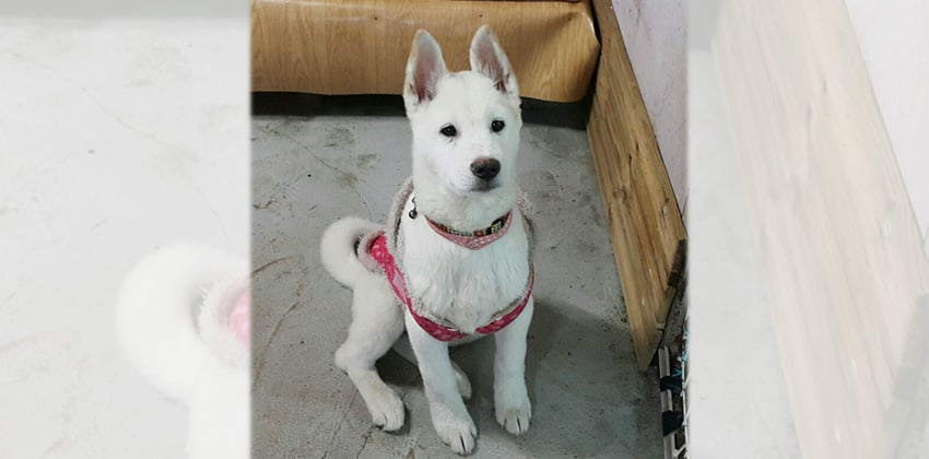 Mongsil is a Small Male Jindo Korean rescue dog