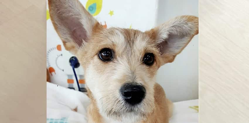 Doori is a Small Female Mixed Korean rescue dog
