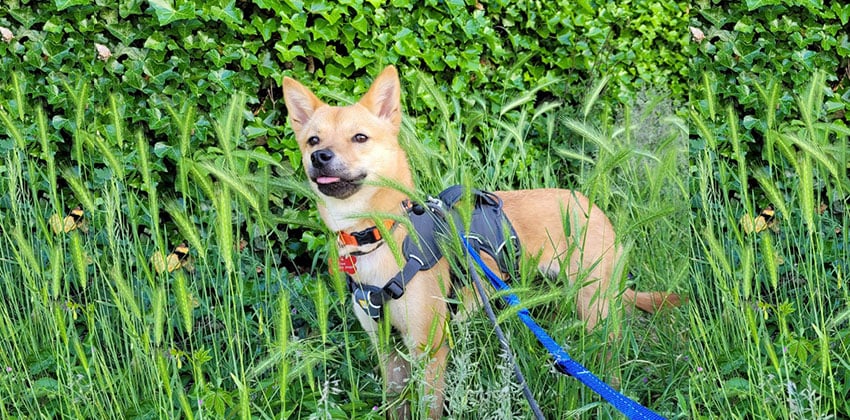 Doudou is a Small Female Jindo mix Korean rescue dog