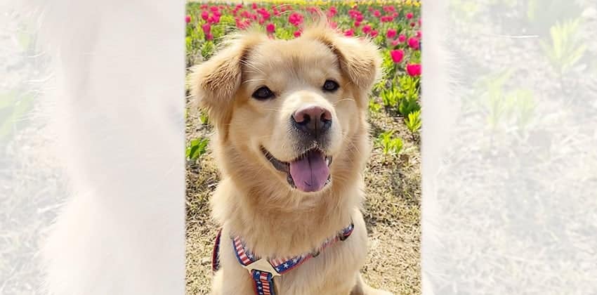 Dudu is a Medium Female Golden retriever mix Korean rescue dog