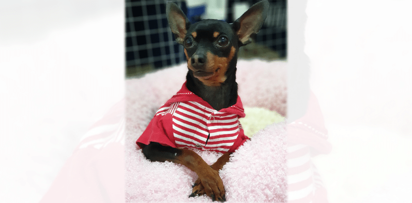 Doyoo is a Small Male Miniature Pinscher Mix Korean rescue dog