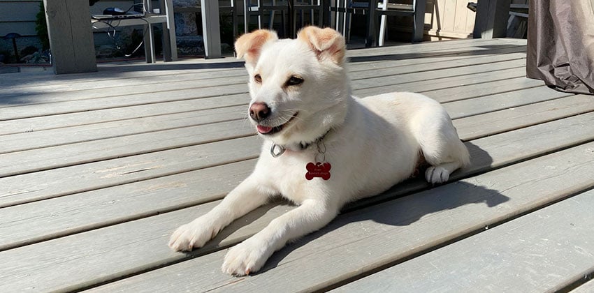 Dubu is a Small Female Spitz mix Korean rescue dog
