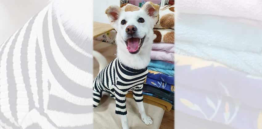 Soonie is a Medium Female Jindo mix Korean rescue dog