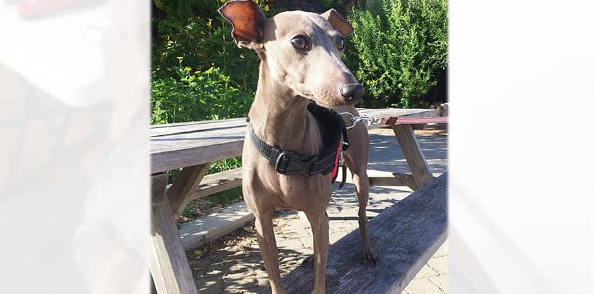 Duffy is a Medium Male Italian Greyhound Korean rescue dog