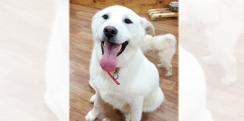 Dui is a Large Male Jindo mix Korean rescue dog