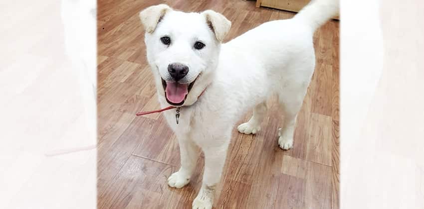 Duke is a Medium Male Jindo mix Korean rescue dog