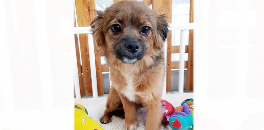 Duna is a Small Female Pomeranian mix Korean rescue dog