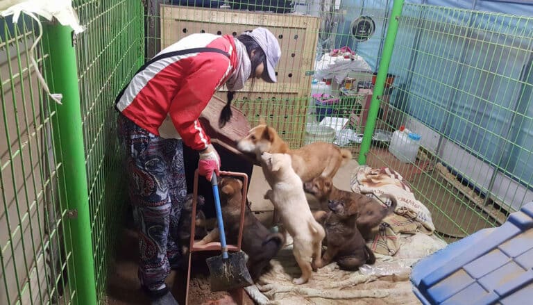 EK Park cleaning up a dog shelter in Korea while puppies get in the way