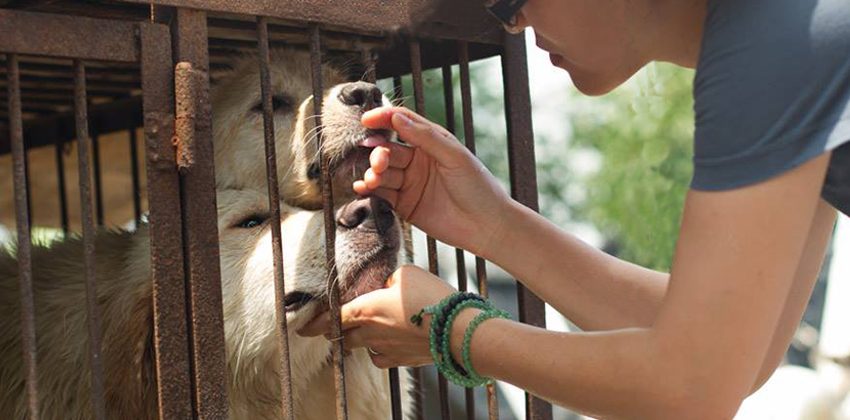EK comforts dogs at a Korean dog meat farm