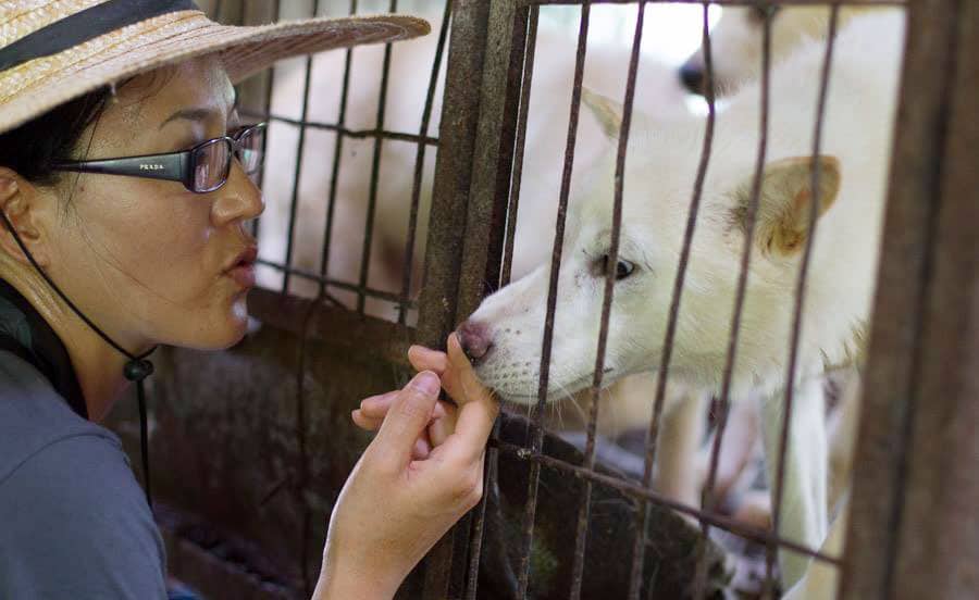 EK, the executive director at Jeonju dog meat farm. 