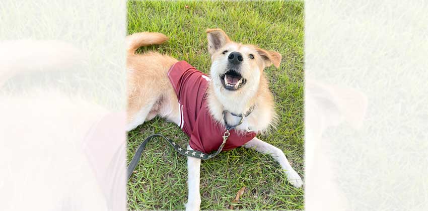 Earth is a Large Male Terrier mix Korean rescue dog