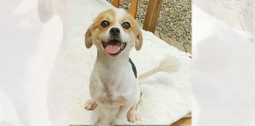 Elisa is a Medium Female Beagle mix Korean rescue dog