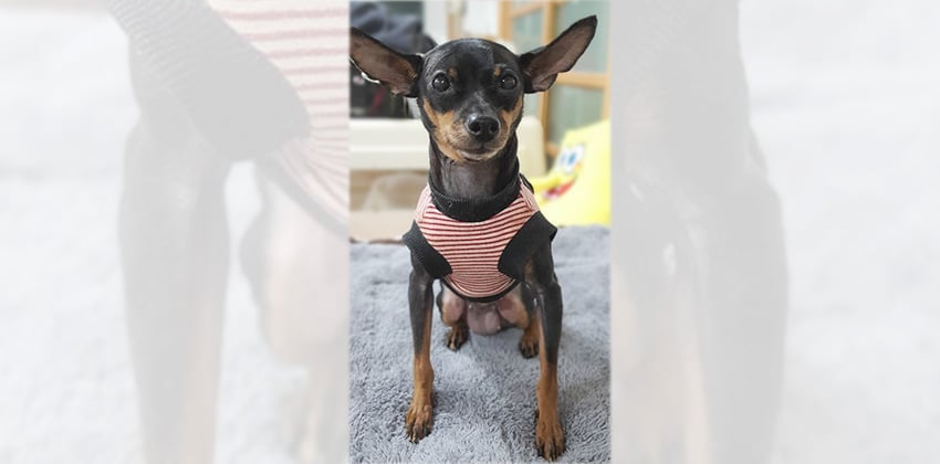 Elizabeth is a Small Female Miniature pinscher Korean rescue dog