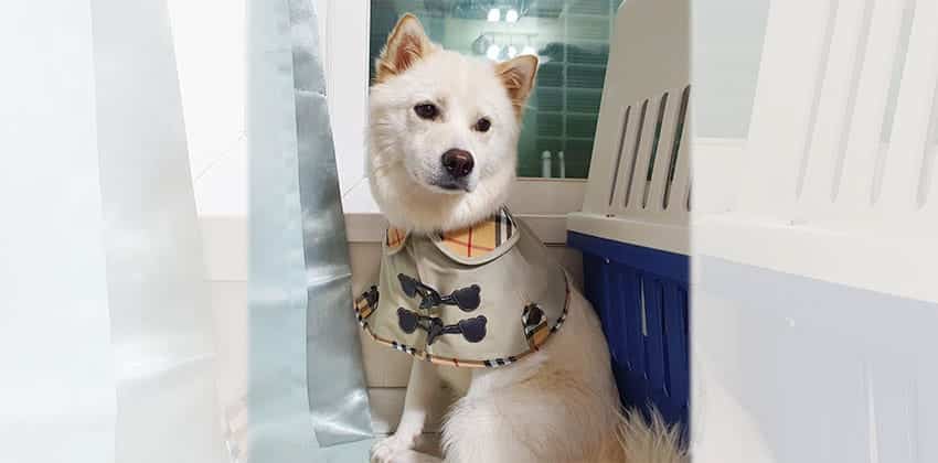 Elsa 2 is a Medium Female Samoyed mix Korean rescue dog
