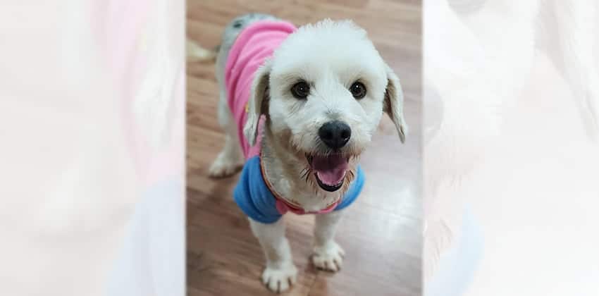 Elsa is a Small Female Terrier mix Korean rescue dog