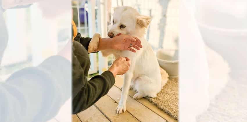 Emma is a Small Female Spitz mix Korean rescue dog