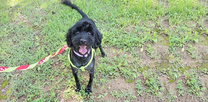 Ento is a Small Male Poodle Korean rescue dog