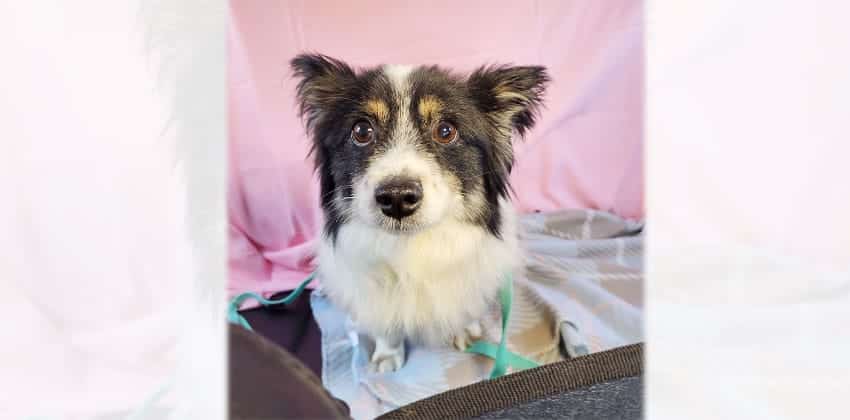 Enzo is a Small Male Papillon mix Korean rescue dog