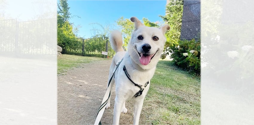 Eomji is a Medium Female Jindo mix Korean rescue dog