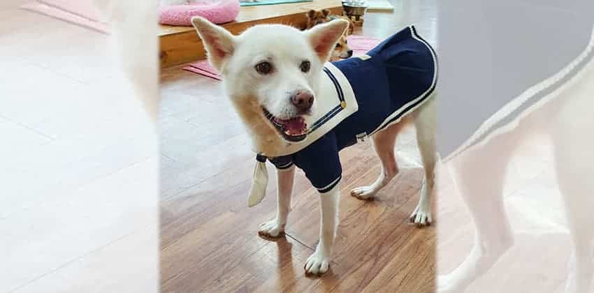 Eonni is a Medium Female Jindo mix Korean rescue dog