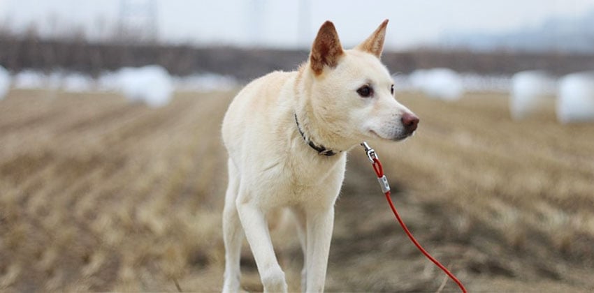 Eun-haeng is a Medium Male Jindo Mix Korean rescue dog