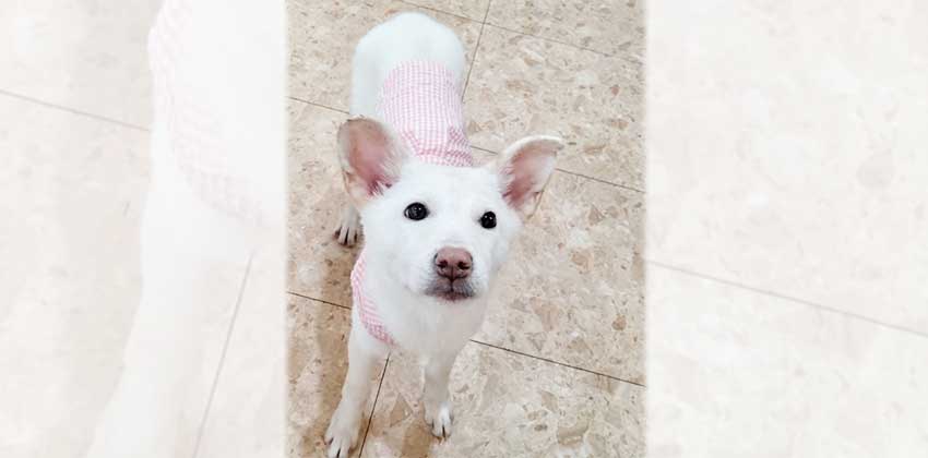 Eunbee is a Small Female Jindo mix Korean rescue dog