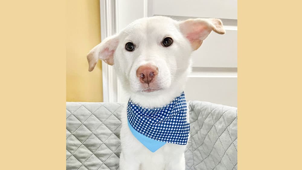 Eunchan is a Small Male Jindo mix Korean rescue dog