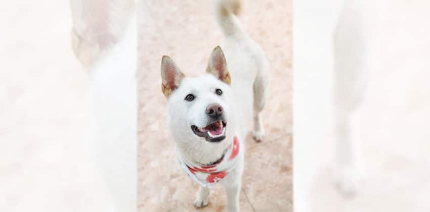 Eunjoo is a Medium Female Shiba Inu mix Korean rescue dog