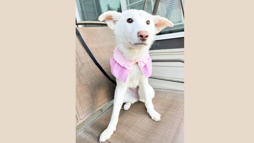 Eunpa is a Small Female Jindo mix Korean rescue dog