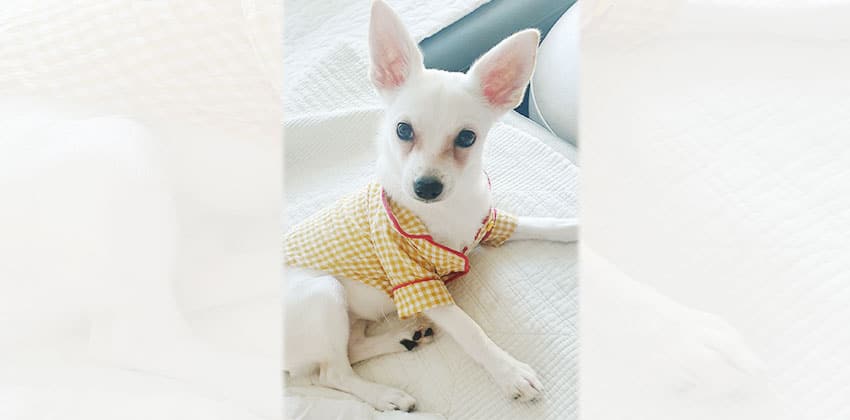 Eunseo is a Small Female Chihuahua mix Korean rescue dog