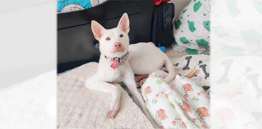 Eunsol is a Small Female Jindo mix Korean rescue dog