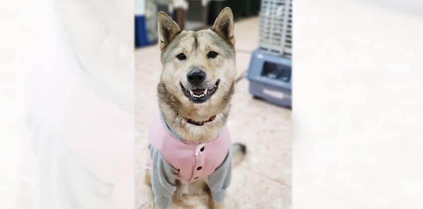 Eunwoo is a Medium Male Shiba Inu mix Korean rescue dog