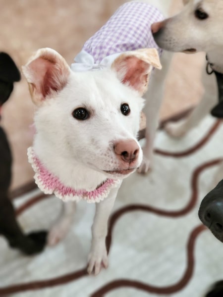 Eunyoung at a dog shelter in Korea