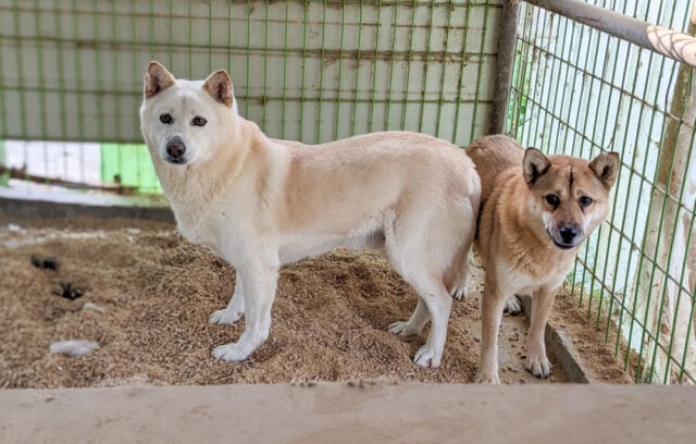 Dangjin dog meat farm rescue