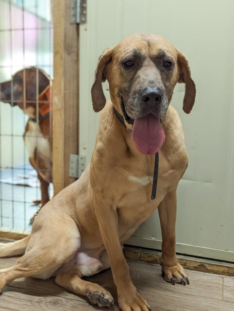 Dangjin dog meat farm rescue