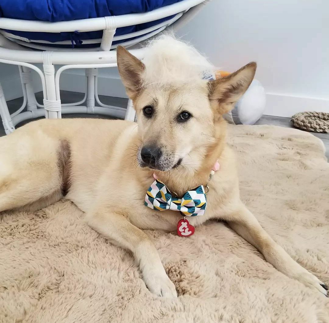 Fanta, Korean Jindo, shedding