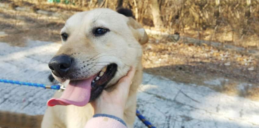 Fanta is a Large Female Jindo mix Korean rescue dog