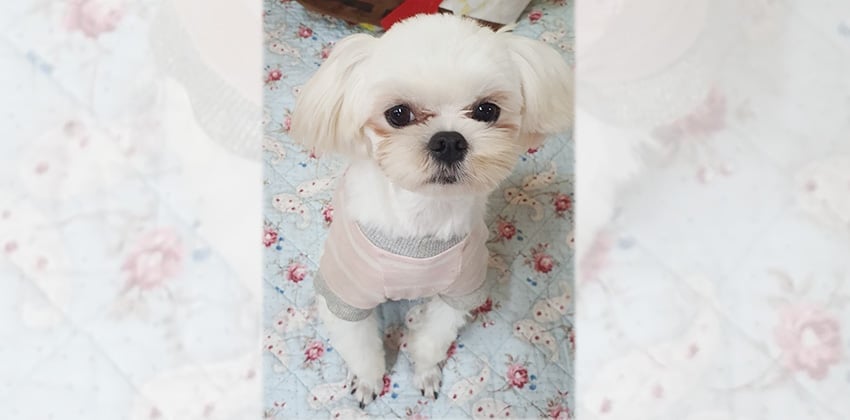 Finn is a Small Male Maltese Korean rescue dog