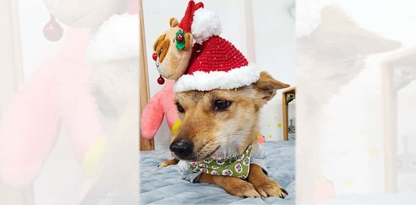 Flora is a Small Female Shiba inu mix Korean rescue dog