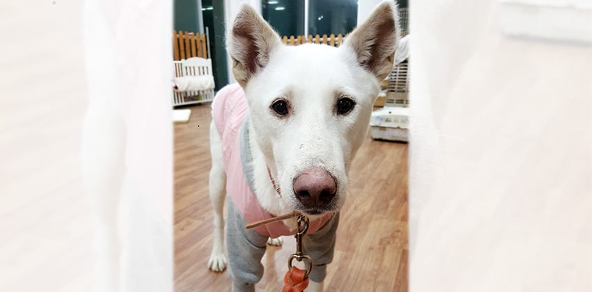 Flora is a Medium Female Jindo Mix Korean rescue dog