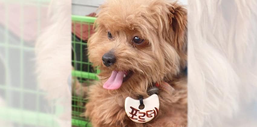 Forte is a Small Male Poodle mix Korean rescue dog
