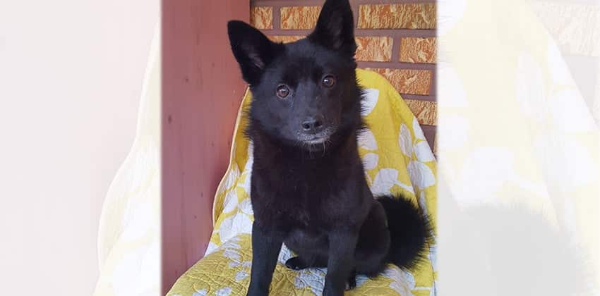 Foxy is a Small Female Jindo mix Korean rescue dog