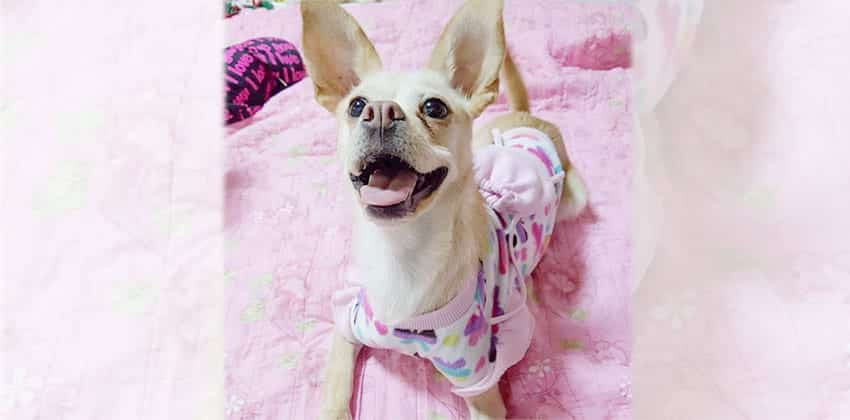 Frannie is a Small Female Chihuahua mix Korean rescue dog