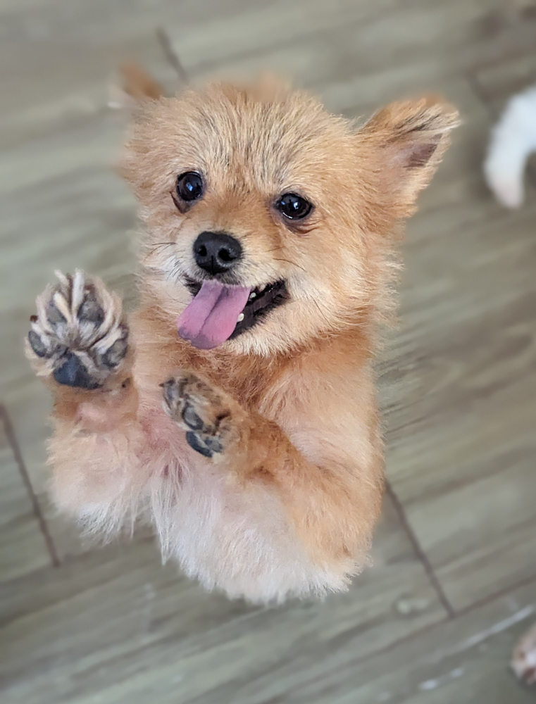 Free Korean Dogs 12