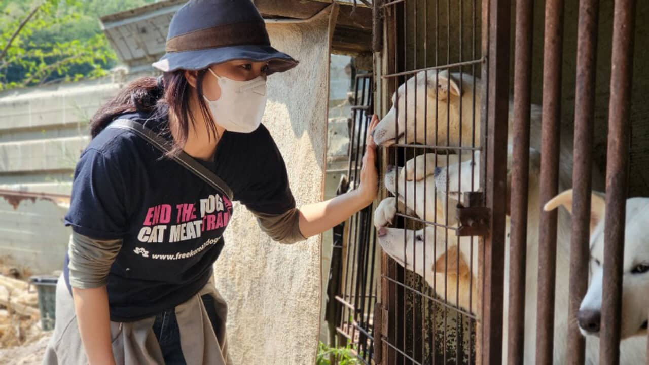 Free Korean Dogs founder EK Park comforts dogs at a dog meat farm