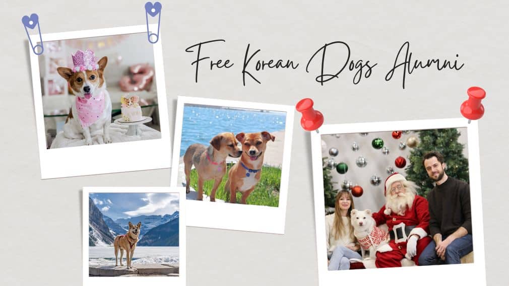 Free Korean Dogs Alumni