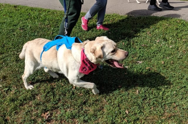 Freedom walk 2019 09