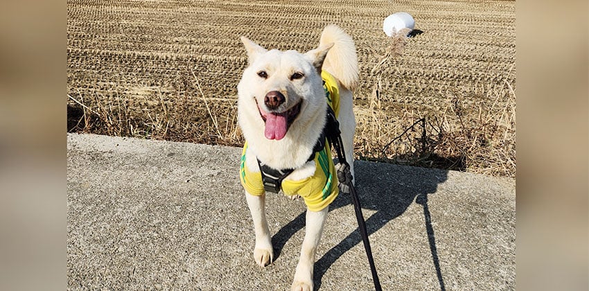 Froggy is a Medium Female Jindo mix Korean rescue dog