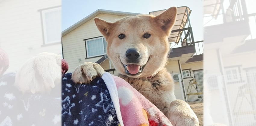 Fugo is a Medium Male Shiba Inu mix Korean rescue dog